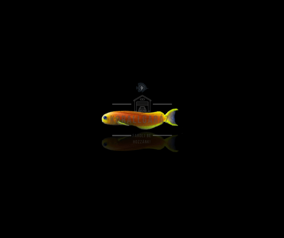 Ecsenius Midas